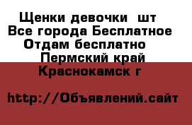 Щенки девочки 4шт - Все города Бесплатное » Отдам бесплатно   . Пермский край,Краснокамск г.